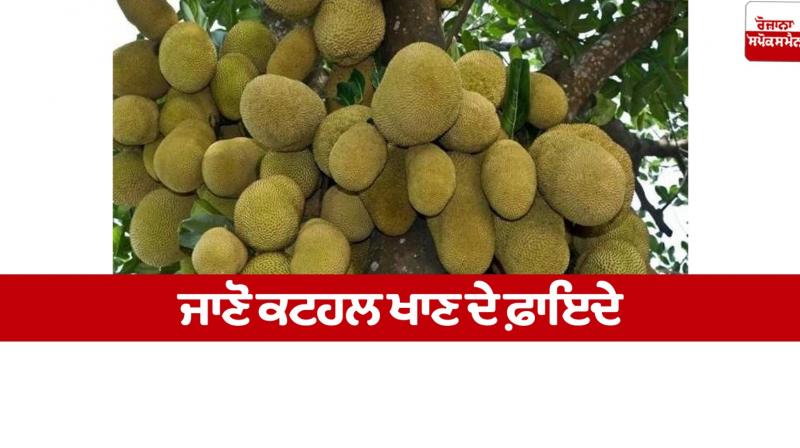Know the benefits of eating jackfruit Know the benefits of eating jackfruit