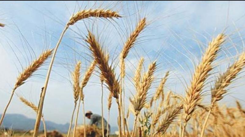 Wheat Wheat