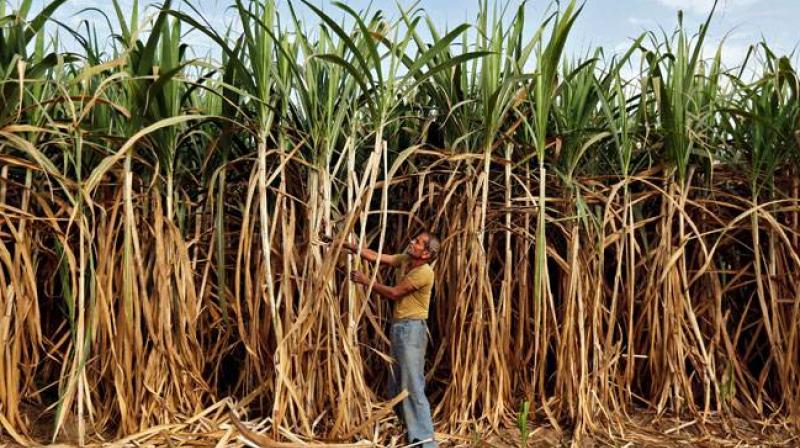 Sugarcane