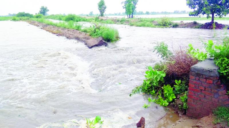 500 acres of crop sank in the water