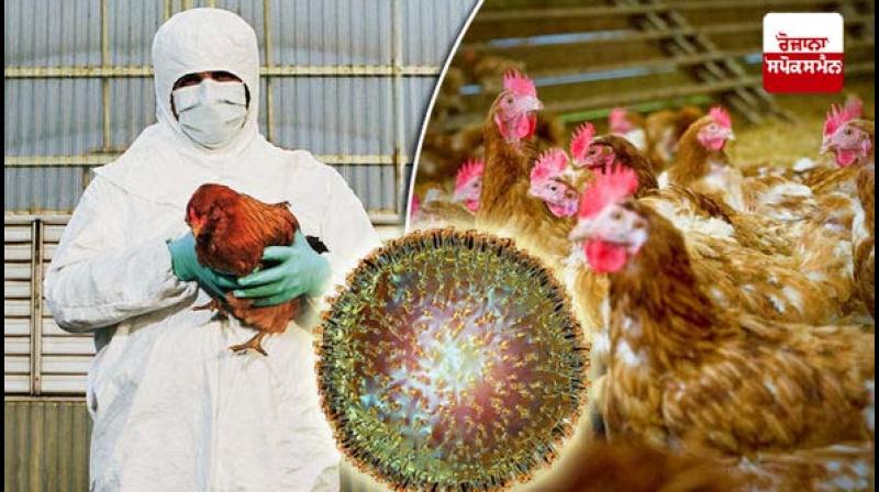 Bird Flu Alert: Bird Flu Alert issued in Lucknow Bird Flu Alert: Bird Flu Alert issued in Lucknow