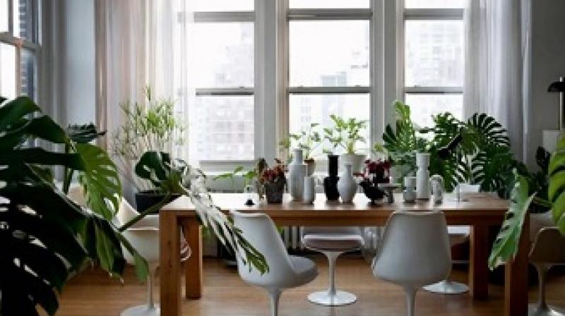 plants in house plants in house