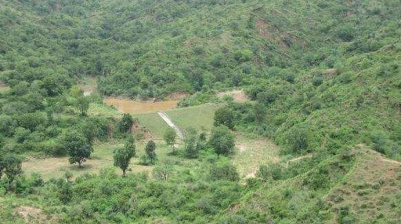 Mullanpur Forest Mullanpur Forest