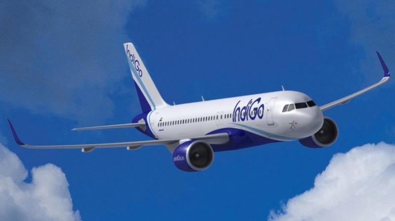 Indigo (representative photo) Indigo (representative photo)
