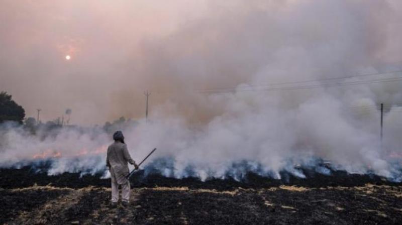 Punjab records highest Stubble-burning cases this season Punjab records highest Stubble-burning cases this season