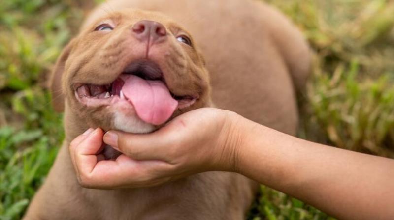 pit bull pit bull