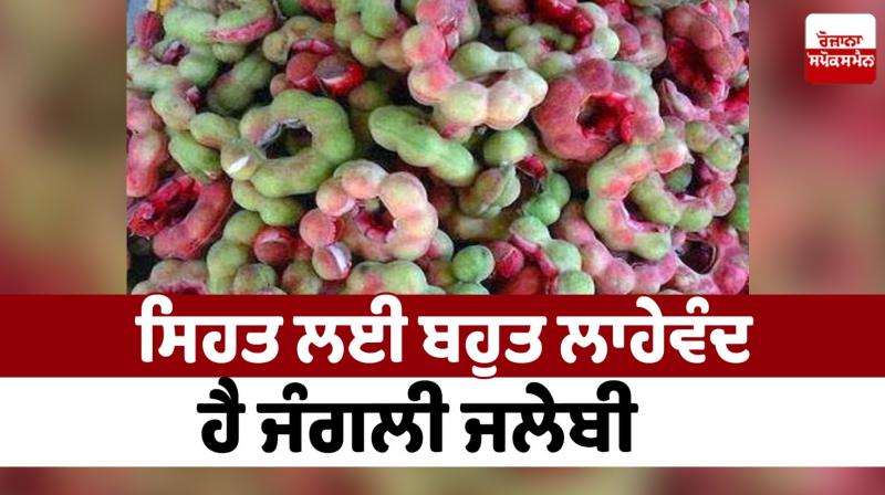 Wild jalebi is very beneficial for Health News Wild jalebi is very beneficial for Health News