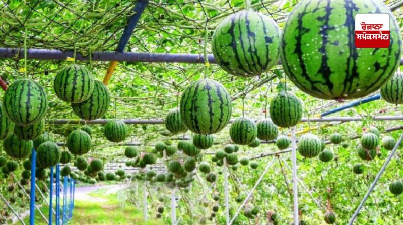 Watermelon Cultivation Watermelon Cultivation