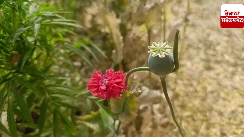 Opium cultivation in a university in Rohtak, more than 100 opium plants grown Opium cultivation in a university in Rohtak, more than 100 opium plants grown