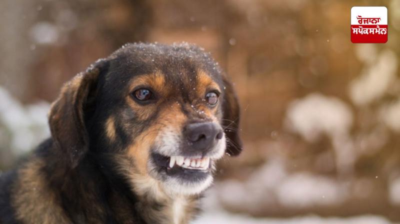 An 11-year-old child was mauled by stray dogs in Mohali An 11-year-old child was mauled by stray dogs in Mohali