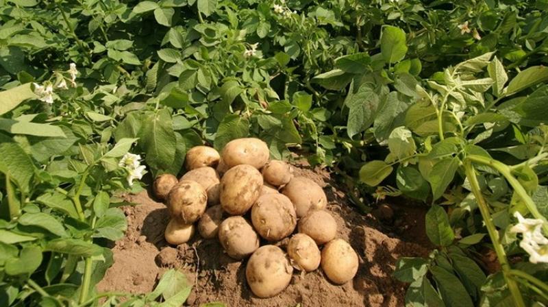 potato farming