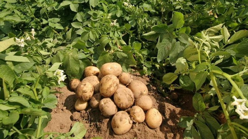potato farming potato farming