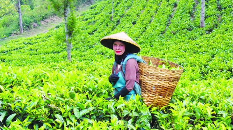 Tea Tea