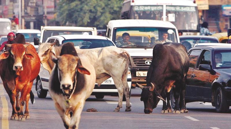 Cow Cow