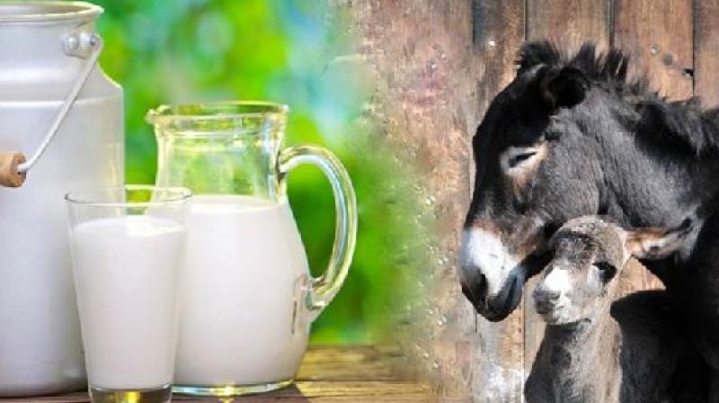 India to soon get dairy for donkey milk