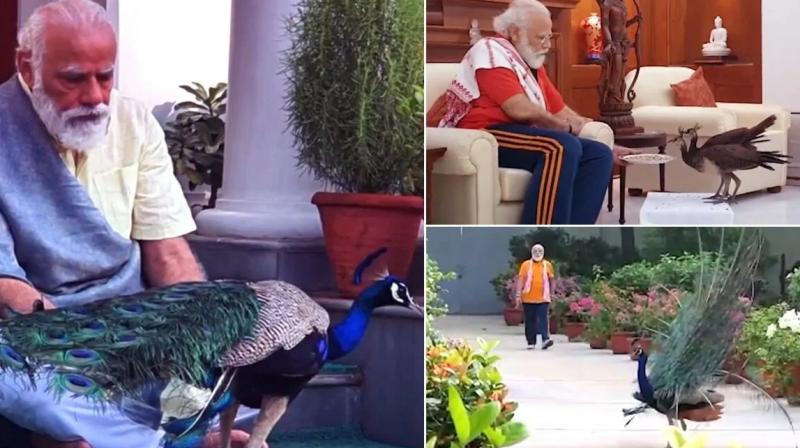  PM Modi Shares Video Of His Bond With Peacocks At His Residence