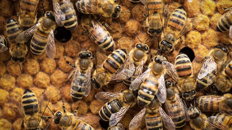 Full Information about bee keeping Full Information about bee keeping
