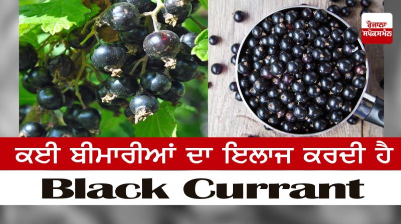 Black currant treats many diseases Black currant treats many diseases
