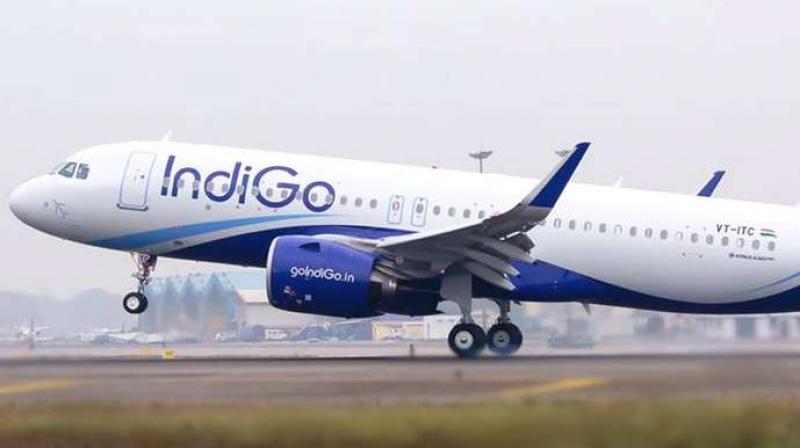 Indigo Indigo