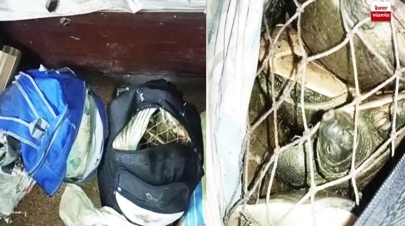 22 live turtles found in Amritsar-Howrah Express bihar News in punjabi 22 live turtles found in Amritsar-Howrah Express bihar News in punjabi