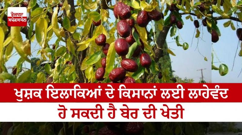Indian jujube Cultivation Indian jujube Cultivation