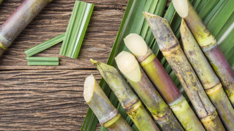 sugarcane 
