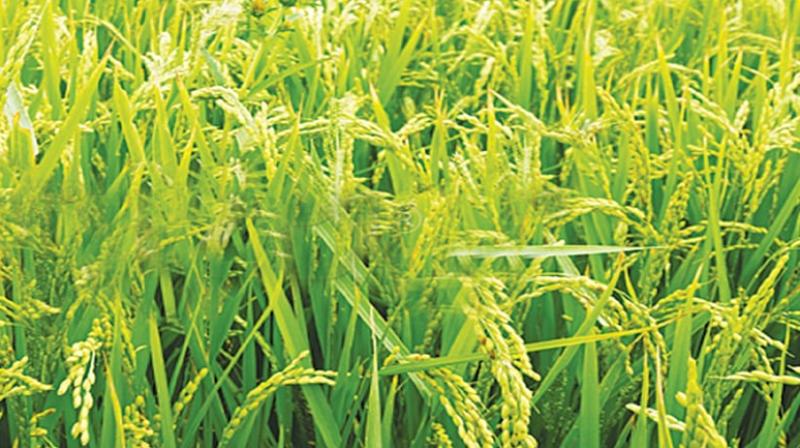 Basmati Rice Agriculture 
