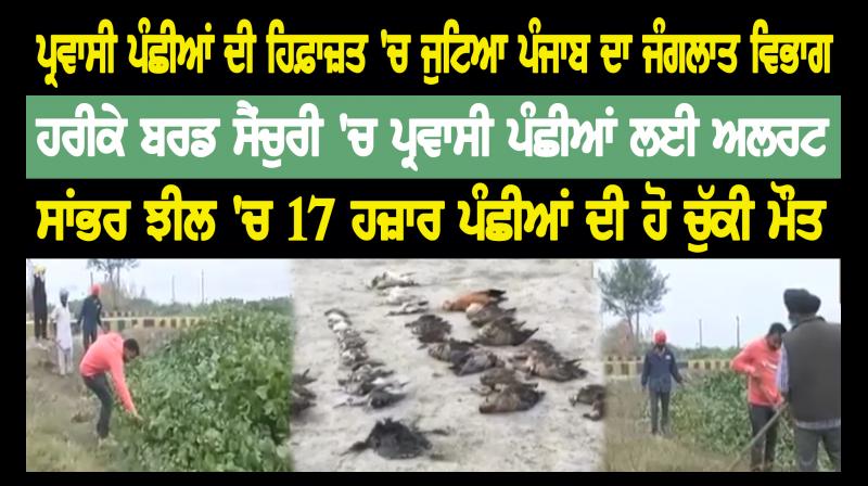 Punjab's forest department set up to protect migratory birds Punjab's forest department set up to protect migratory birds