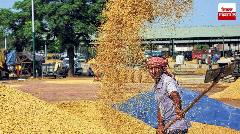 The Center has purchased 60.63 lakh tonnes of paddy in Punjab The Center has purchased 60.63 lakh tonnes of paddy in Punjab