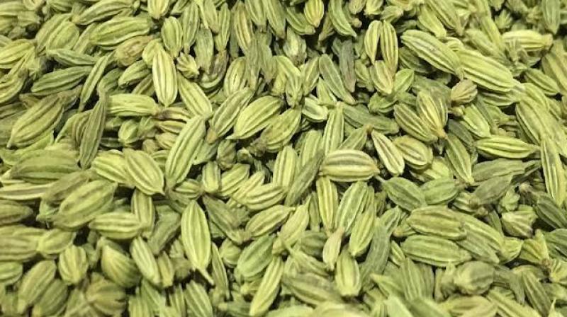   Fennel Seeds 