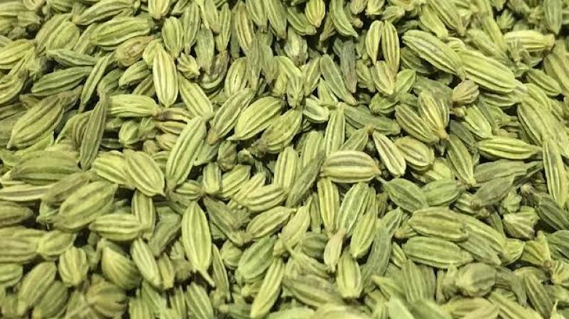 Fennel Seeds Fennel Seeds