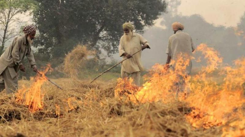 STUBBLE BURNING CASES IN PUNJAB CONTINUE TO DECLINE FOR THIRD DAY