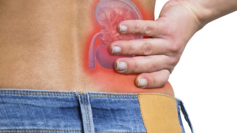 Eating too much causes kidney damage