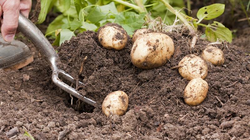 potato and its cultivation methods potato and its cultivation methods