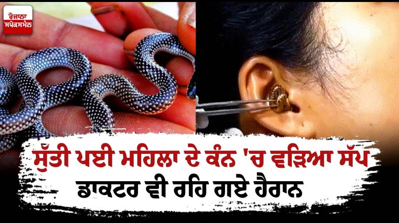 Snake Snake
