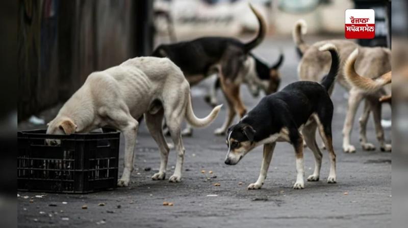 Supreme Court directs removal of stray dogs from Delhi NCR
