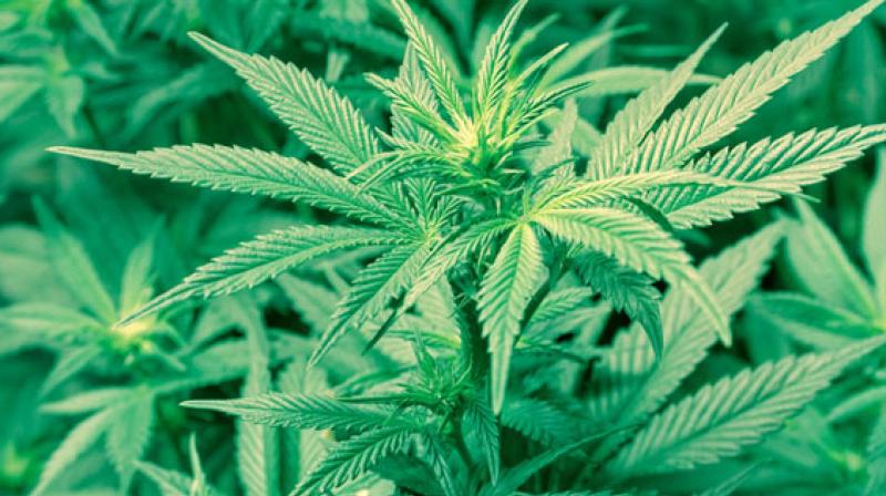 Marijuana Marijuana