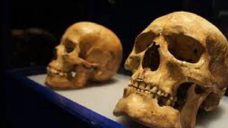 Human Skull Human Skull