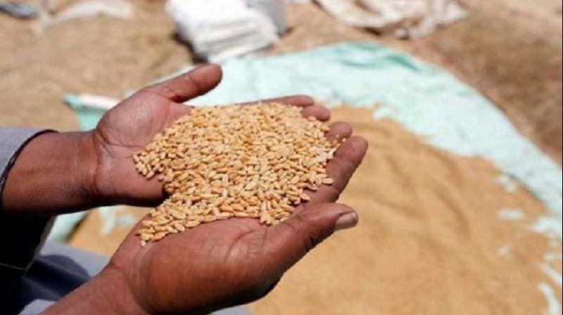 Farmers of Punjab will get 50 percent subsidy on certified wheat seeds