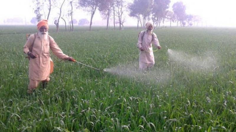 Care of Growing Wheat Care of Growing Wheat