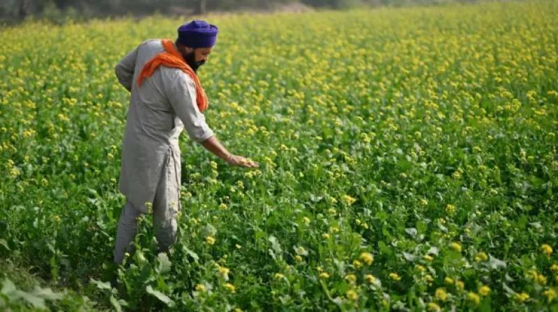 What reforms are needed in Punjab's agriculture Farming News What reforms are needed in Punjab's agriculture Farming News