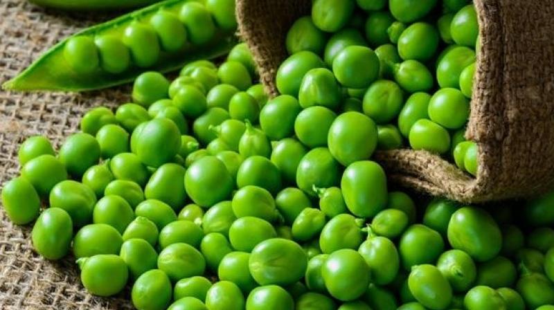 Green peas protect us from many diseases Health News Green peas protect us from many diseases Health News
