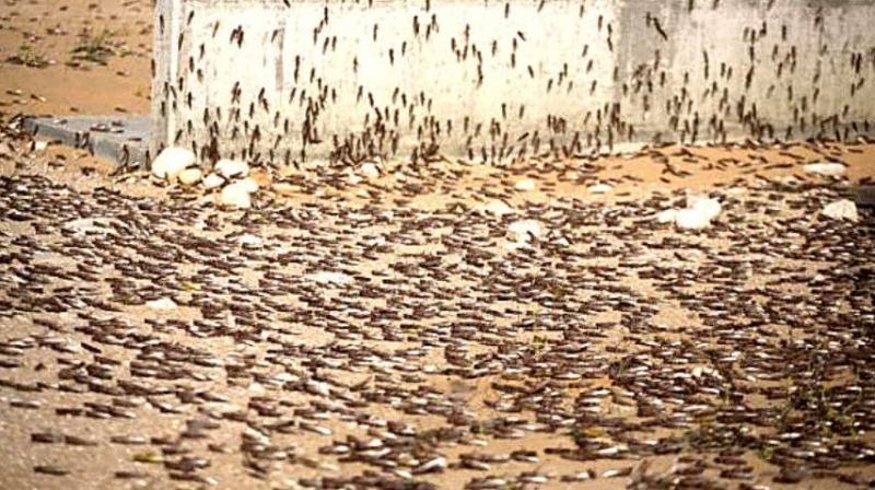Locust attack in Rajasthan sets alarm bells ringing in Punjab