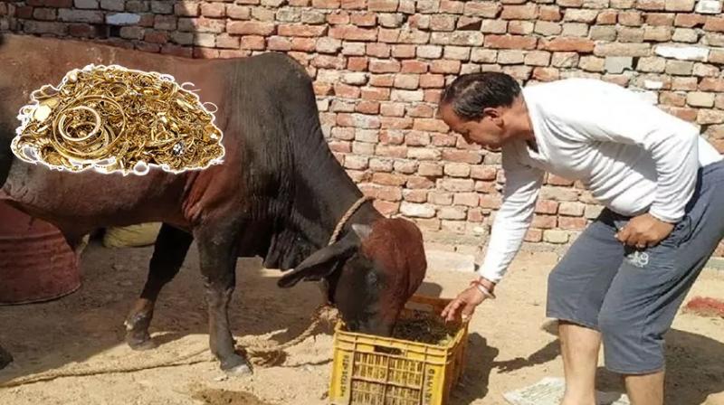 Stray bull swallows gold jewellery family waits for animal to excrete it