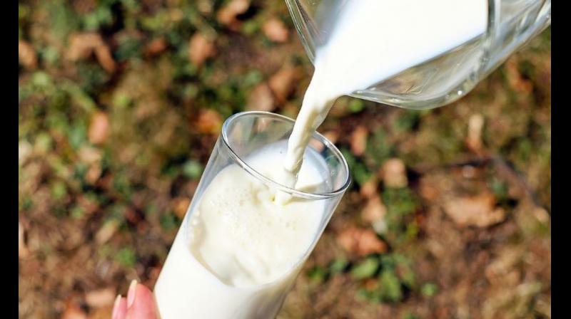 Insect milk Insect milk