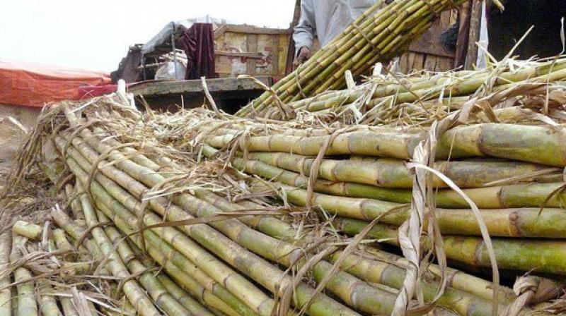Co-operative mills will pay sugarcane growers by the first week of September Co-operative mills will pay sugarcane growers by the first week of September