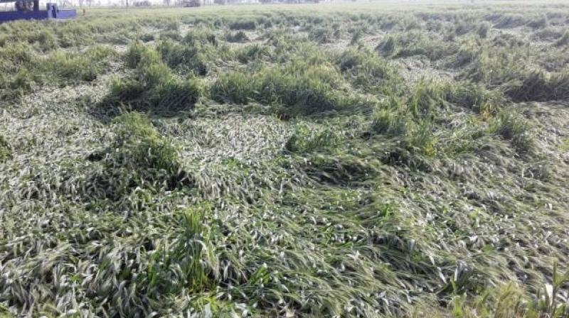 Rain wheat and vegetables Rain wheat and vegetables
