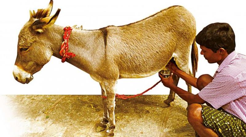 Donkey milk will be up for sale at Rs 7000 a litre Donkey milk will be up for sale at Rs 7000 a litre