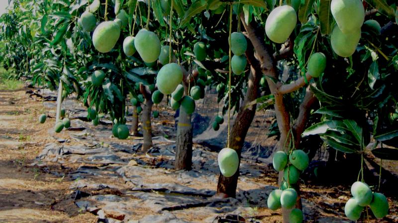 How to do mango farming News in punjabi How to do mango farming News in punjabi