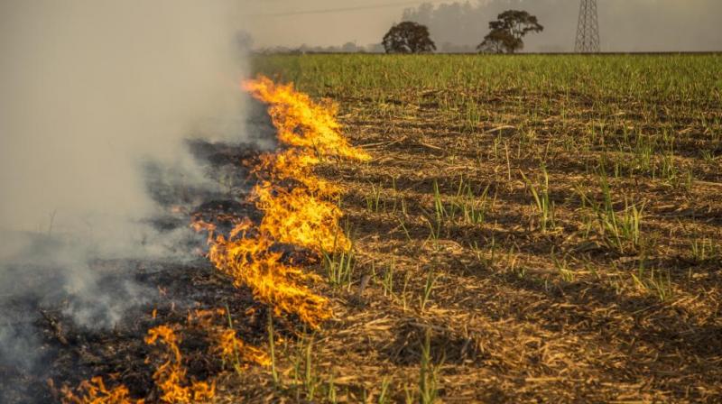 Stubble burning